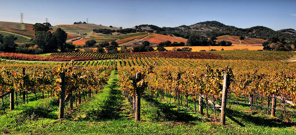 vineyards_in_napa_valley